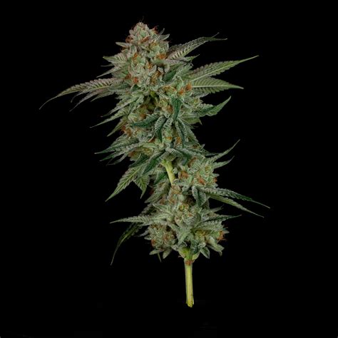 valley vixen|Valley Vixen Weed Strain Effects & Reviews